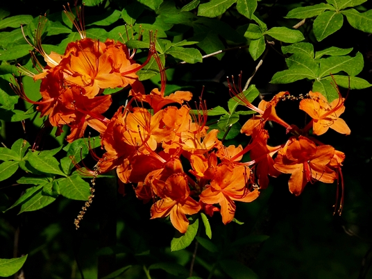 {Rhododendron calendulaceum}